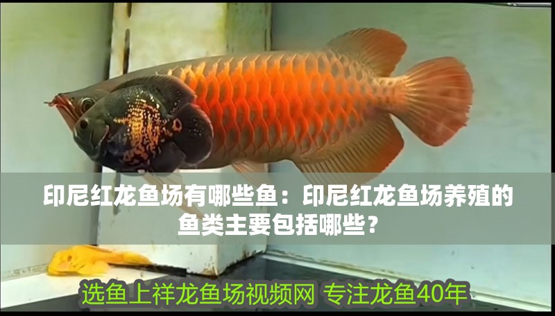 印尼紅龍魚場有哪些魚：印尼紅龍魚場養(yǎng)殖的魚類主要包括哪些？