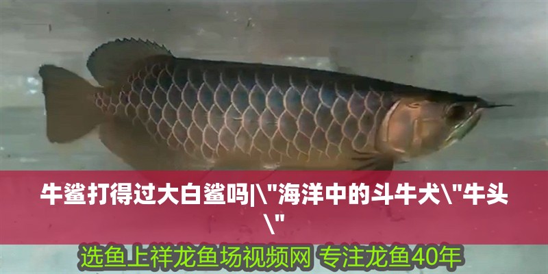 魚缸用增氧泵價格是多少:魚缸增氧機-xtrac增氧機-xtrac增氧機 牛鯊打得過大白鯊嗎|\ 牛鯊打得過大白鯊嗎| 牛鯊打得過大白鯊嗎|\