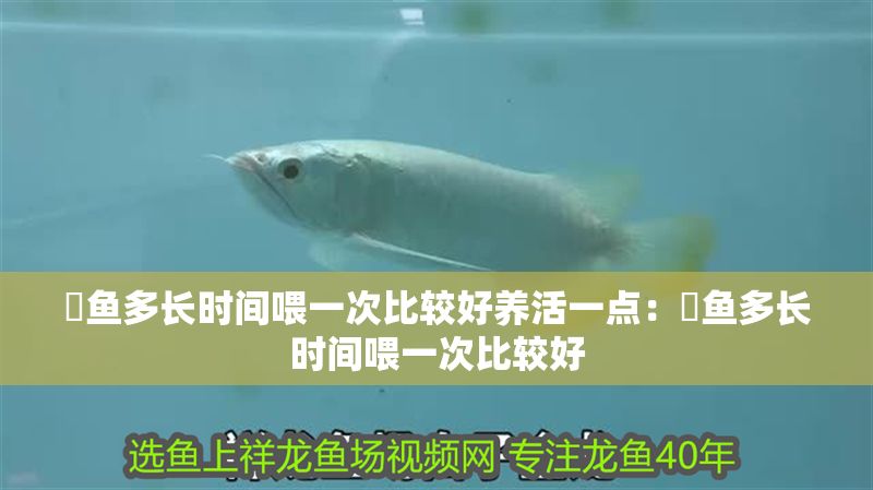 魟魚多長時間喂一次比較好養活一點：魟魚多長時間喂一次比較好