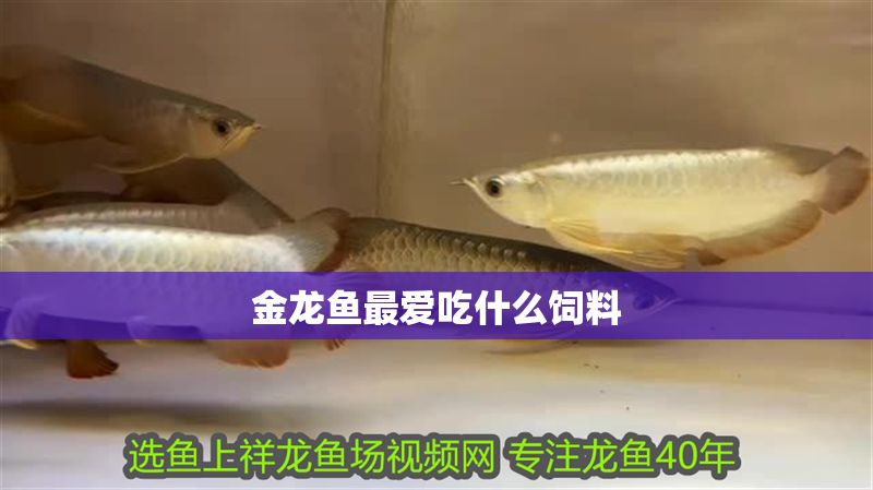 金龍魚最愛吃什么飼料