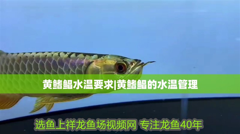 黃鰭鯧水溫要求|黃鰭鯧的水溫管理