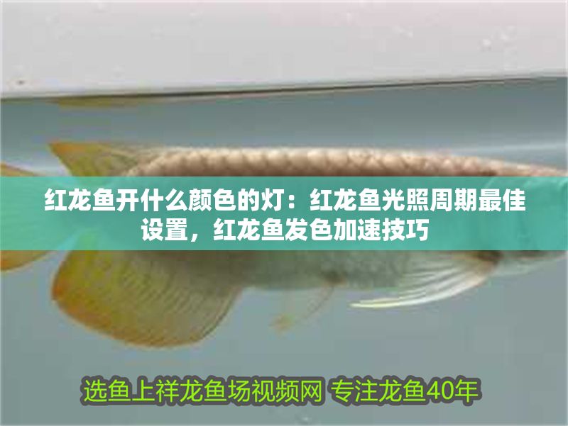 紅龍魚開什么顏色的燈：紅龍魚光照周期最佳設置，紅龍魚發色加速技巧