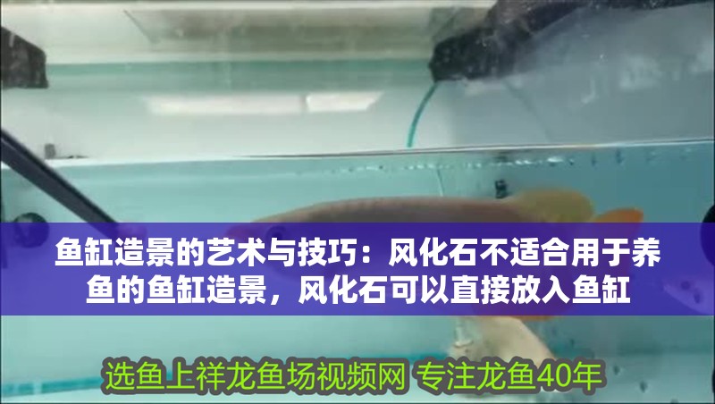 魚缸造景的藝術與技巧：風化石不適合用于養魚的魚缸造景，風化石可以直接放入魚缸
