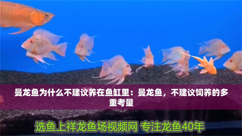 曼龍魚為什么不建議養(yǎng)在魚缸里：曼龍魚，不建議飼養(yǎng)的多重考量