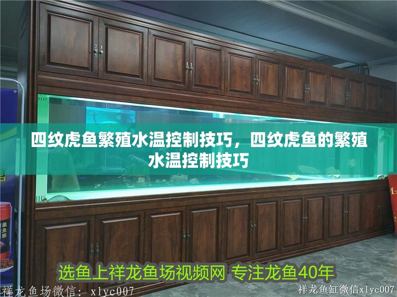 四紋虎魚繁殖水溫控制技巧，四紋虎魚的繁殖水溫控制技巧 四紋虎魚繁殖水溫控制技巧，四紋虎魚的繁殖水溫控制技巧 虎魚百科 第1張