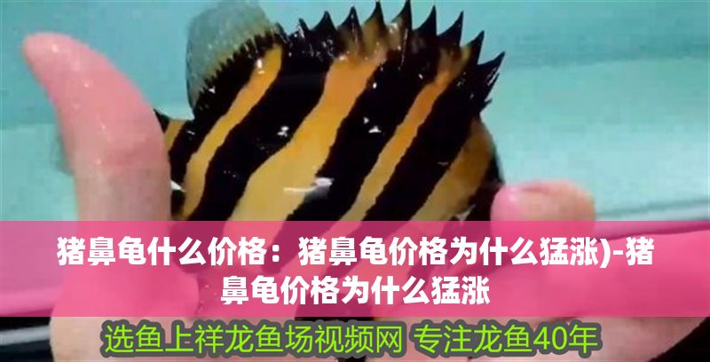 豬鼻龜什么價格：豬鼻龜價格為什么猛漲)-豬鼻龜價格為什么猛漲