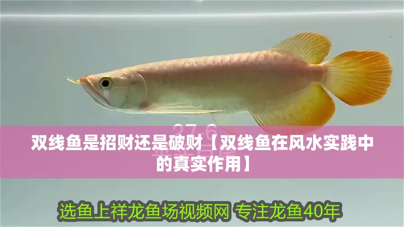 雙線魚是招財(cái)還是破財(cái)【雙線魚在風(fēng)水實(shí)踐中的真實(shí)作用】
