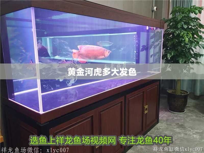 黃金河虎多大發色