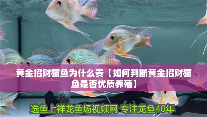 黃金招財貓魚為什么貴【如何判斷黃金招財貓魚是否優(yōu)質(zhì)養(yǎng)殖】