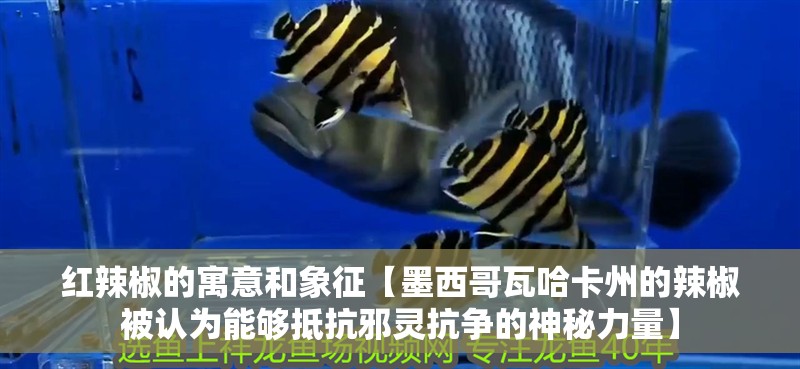 紅辣椒的寓意和象征【墨西哥瓦哈卡州的辣椒被認為能夠抵抗邪靈抗爭的神秘力量】