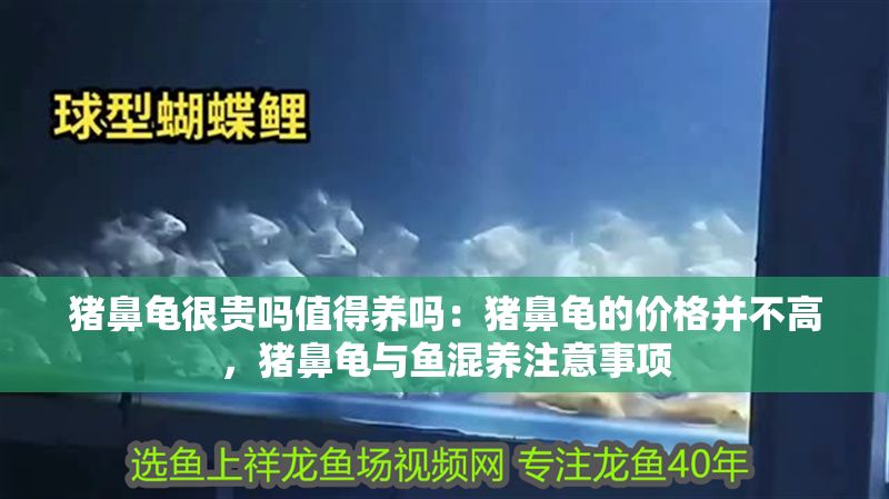 豬鼻龜很貴嗎值得養(yǎng)嗎：豬鼻龜?shù)膬r(jià)格并不高，豬鼻龜與魚混養(yǎng)注意事項(xiàng)