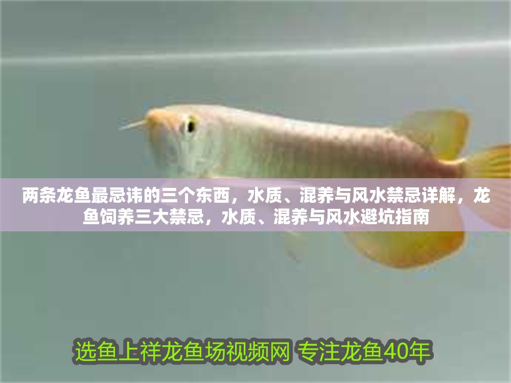 兩條龍魚最忌諱的三個東西，水質、混養與風水禁忌詳解，龍魚飼養三大禁忌，水質、混養與風水避坑指南