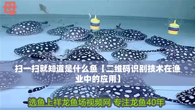 掃一掃就知道是什么魚【二維碼識別技術在漁業中的應用】