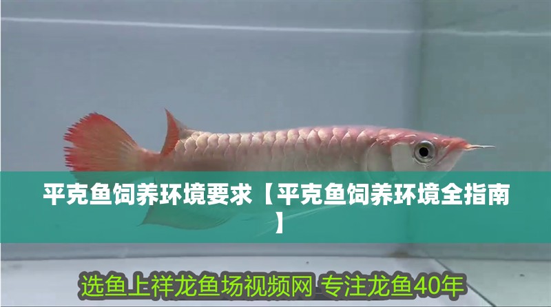 平克魚飼養(yǎng)環(huán)境要求【平克魚飼養(yǎng)環(huán)境全指南】