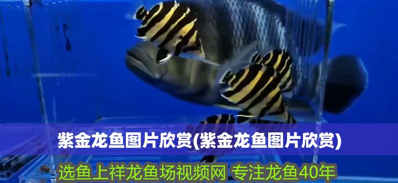紫金龍魚圖片欣賞(紫金龍魚圖片欣賞) 紫金龍魚圖片欣賞(紫金龍魚圖片欣賞) 紅龍魚百科 第1張