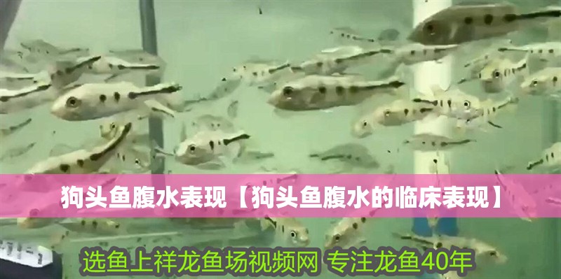 狗頭魚腹水表現【狗頭魚腹水的臨床表現】