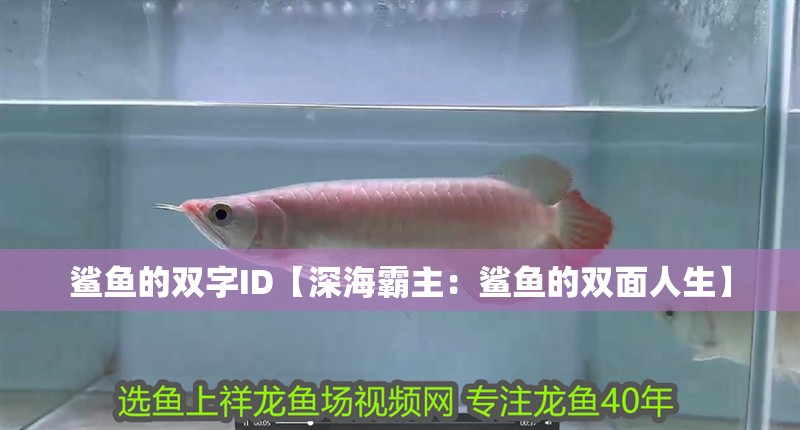 鯊魚的雙字ID【深海霸主：鯊魚的雙面人生】