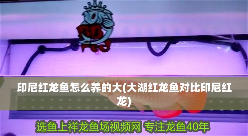 印尼紅龍魚(yú)怎么養(yǎng)的大(大湖紅龍魚(yú)對(duì)比印尼紅龍)