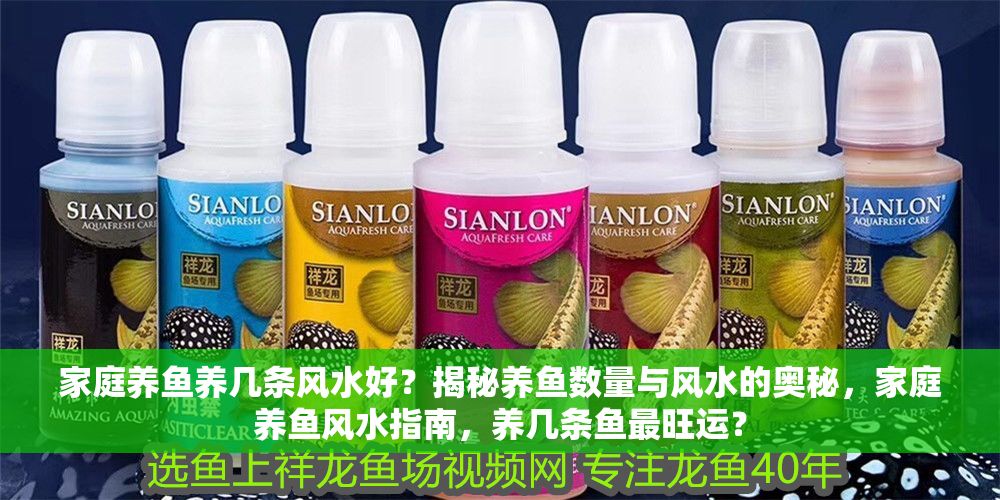 家庭養魚養幾條風水好？揭秘養魚數量與風水的奧秘，家庭養魚風水指南，養幾條魚最旺運？ 家庭養魚養幾條風水好？揭秘養魚數量與風水的奧秘，家庭養魚風水指南，養幾條魚最旺運？ 龍魚百科 第1張