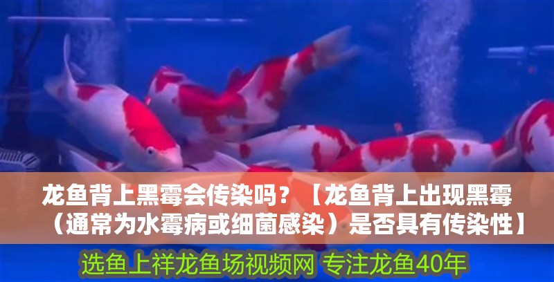 龍魚背上黑霉會傳染嗎？【龍魚背上出現黑霉（通常為水霉病或細菌感染）是否具有傳染性】