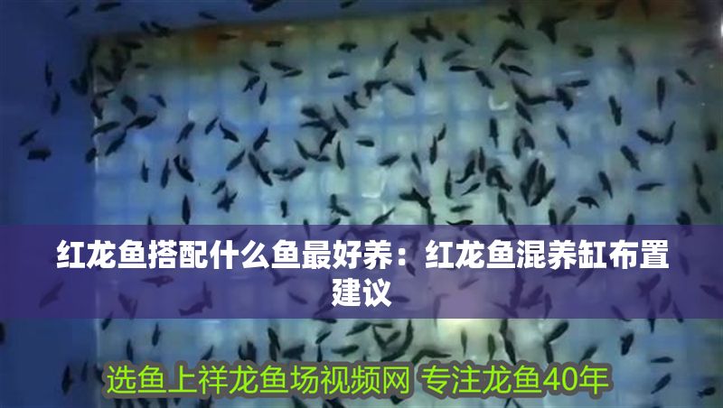 紅龍魚搭配什么魚最好養(yǎng)：紅龍魚混養(yǎng)缸布置建議