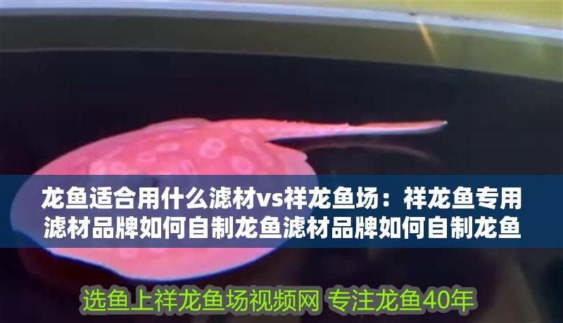 龍魚適合用什么濾材vs祥龍魚場：祥龍魚專用濾材品牌如何自制龍魚濾材品牌如何自制龍魚濾材