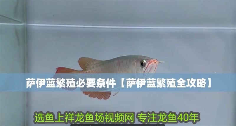 薩伊藍繁殖必要條件【薩伊藍繁殖全攻略】 薩伊藍繁殖必要條件【薩伊藍繁殖全攻略】 龍魚論壇