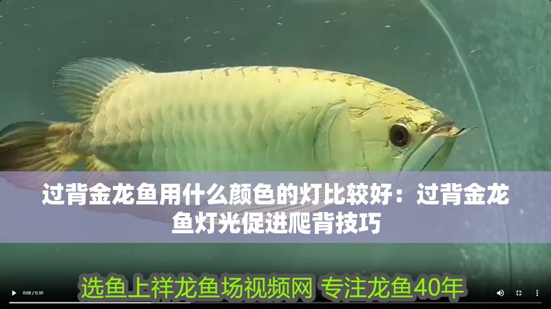 過背金龍魚用什么顏色的燈比較好：過背金龍魚燈光促進爬背技巧