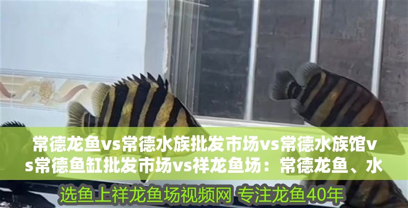 常德龍魚vs常德水族批發市場vs常德水族館vs常德魚缸批發市場vs祥龍魚場：常德龍魚、水族批發市場、水族館、魚缸批發市場、祥龍魚場