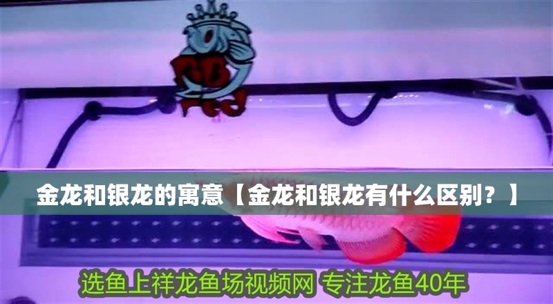 金龍和銀龍的寓意【金龍和銀龍有什么區別？】
