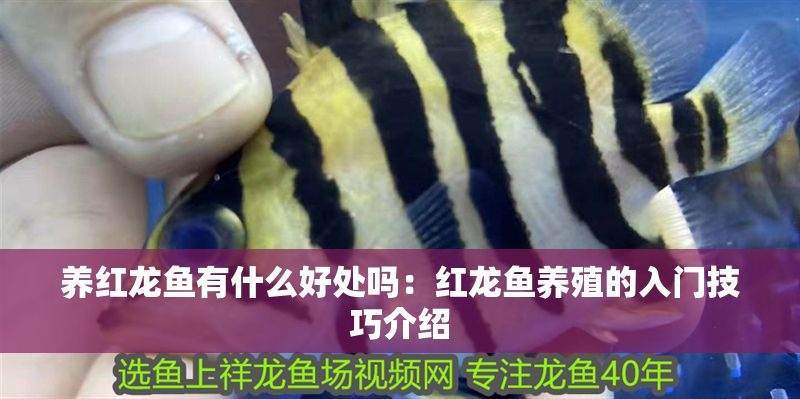 養紅龍魚有什么好處嗎：紅龍魚養殖的入門技巧介紹