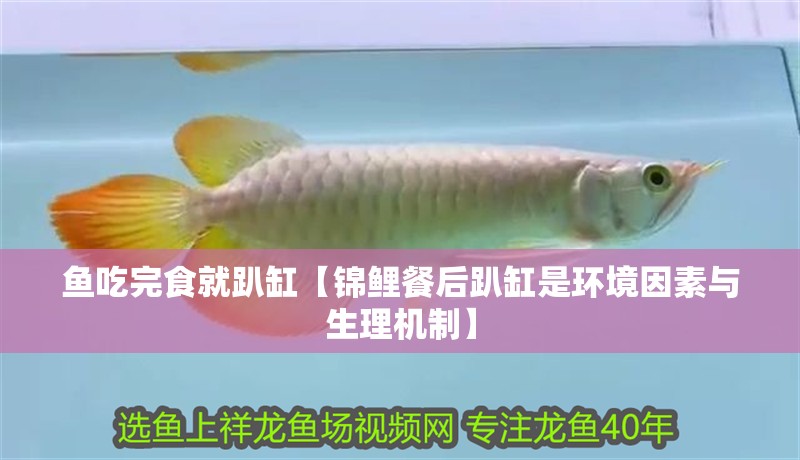 魚吃完食就趴缸【錦鯉餐后趴缸是環境因素與生理機制】