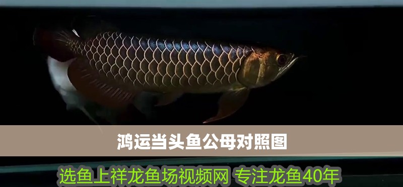 鴻運當頭魚公母對照圖