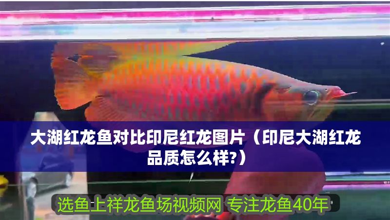 大湖紅龍魚對比印尼紅龍圖片（印尼大湖紅龍品質怎么樣?） 大湖紅龍魚對比印尼紅龍圖片（印尼大湖紅龍品質怎么樣?） 大湖紅龍魚百科 第1張