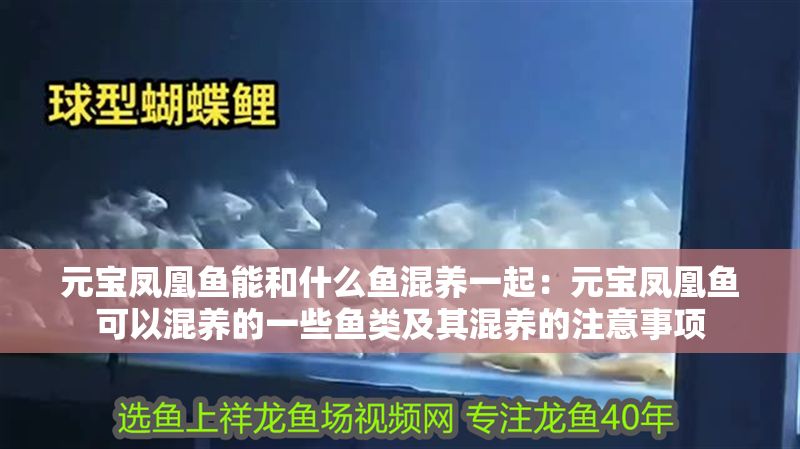元寶鳳凰魚能和什么魚混養一起：元寶鳳凰魚可以混養的一些魚類及其混養的注意事項