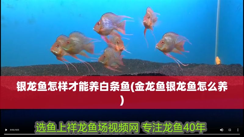 銀龍魚怎樣才能養白條魚(金龍魚銀龍魚怎么養)
