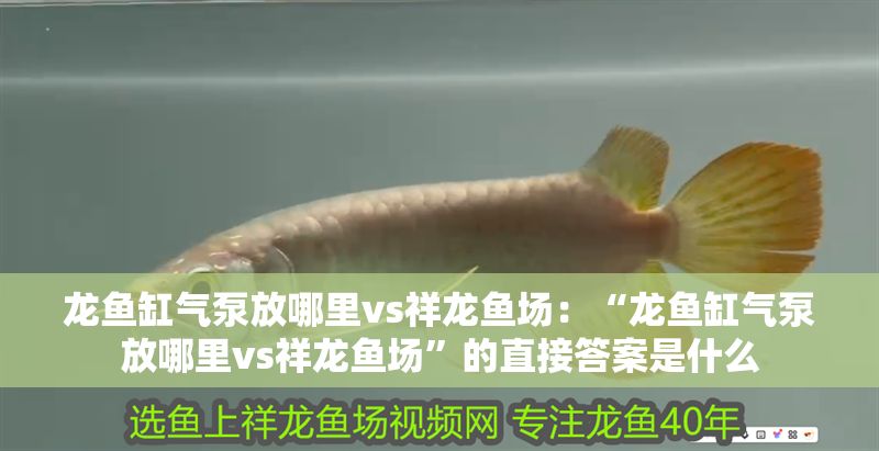 龍魚(yú)缸氣泵放哪里vs祥龍魚(yú)場(chǎng)：“龍魚(yú)缸氣泵放哪里vs祥龍魚(yú)場(chǎng)”的直接答案是什么