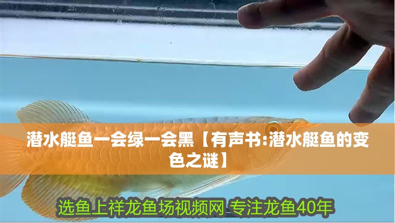 潛水艇魚一會綠一會黑【有聲書:潛水艇魚的變色之謎】