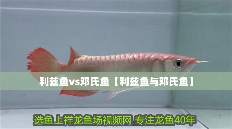 利茲魚vs鄧氏魚【利茲魚與鄧氏魚】 利茲魚vs鄧氏魚【利茲魚與鄧氏魚】 龍魚論壇