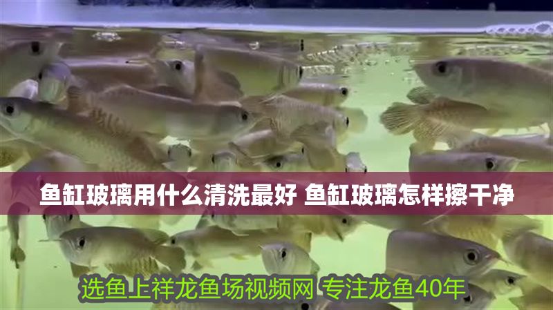 魚缸玻璃用什么清洗最好 魚缸玻璃怎樣擦干凈 魚缸玻璃用什么清洗最好 魚缸玻璃怎樣擦干凈 虎魚百科 第1張
