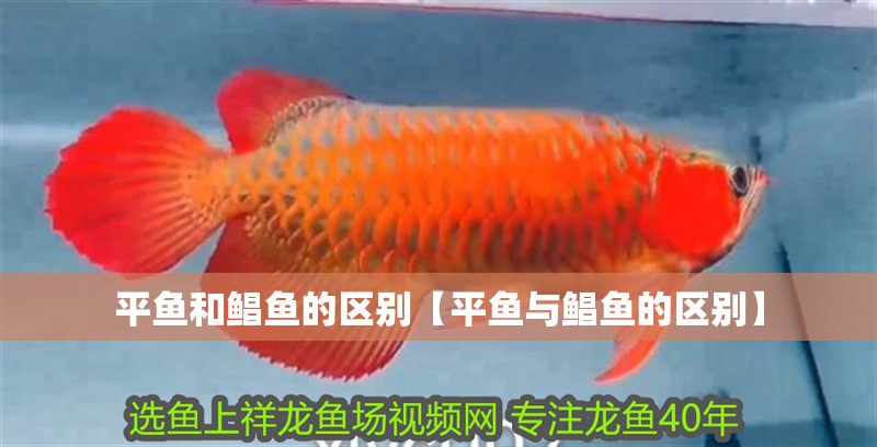 平魚和鯧魚的區別【平魚與鯧魚的區別】