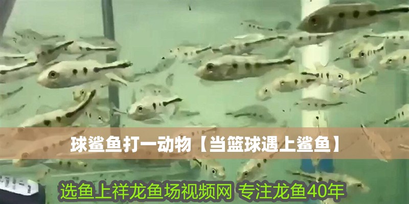 球鯊魚打一動物【當籃球遇上鯊魚】