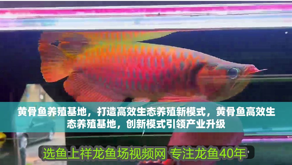 詳細閱讀:黃骨魚養殖基地,打造高效生態養殖新模式,黃骨魚高效生態養殖基地,創新模式引領產業升級 黃骨魚養殖基地,打造高效生態養殖新模式,黃骨魚高效生態養殖基地,創新模式引領產業升級