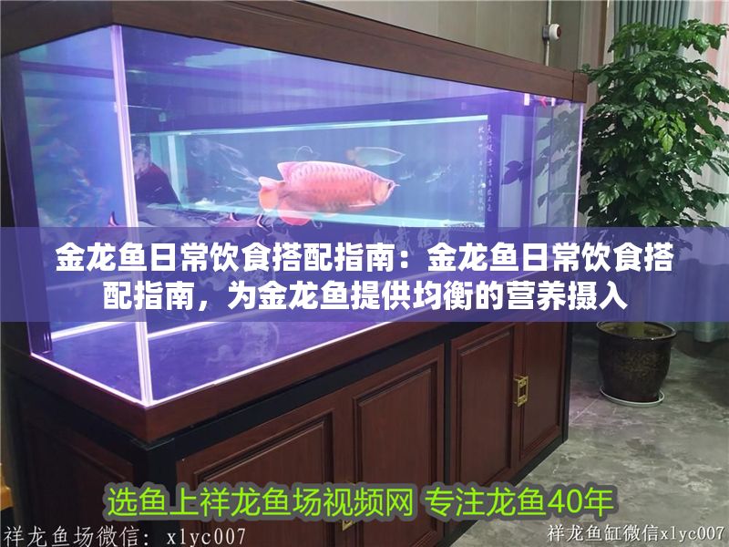 金龍魚日常飲食搭配指南：金龍魚日常飲食搭配指南，為金龍魚提供均衡的營養攝入