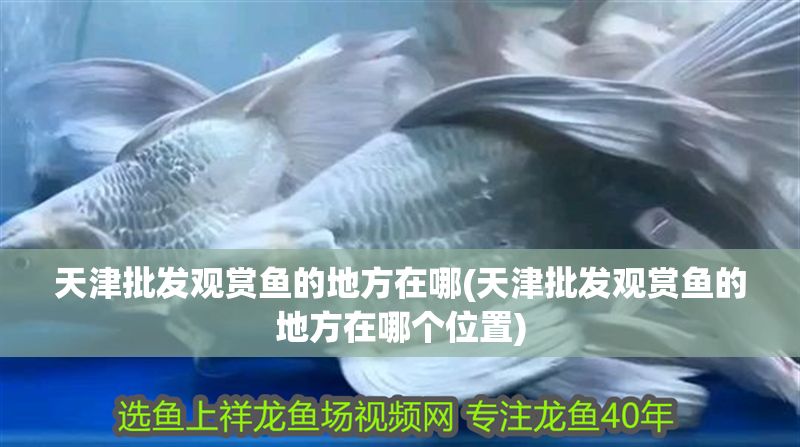 天津批發觀賞魚的地方在哪(天津批發觀賞魚的地方在哪個位置)