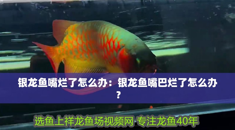 銀龍魚嘴爛了怎么辦：銀龍魚嘴巴爛了怎么辦？