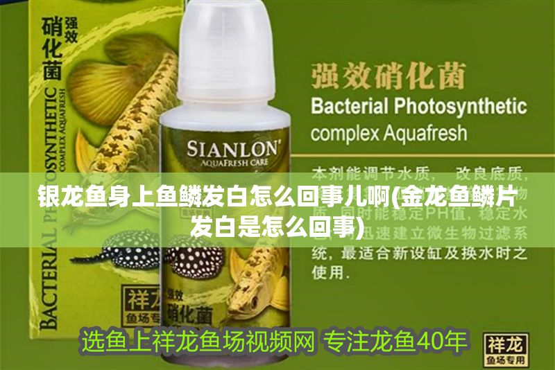 銀龍魚身上魚鱗發白怎么回事兒啊(金龍魚鱗片發白是怎么回事)