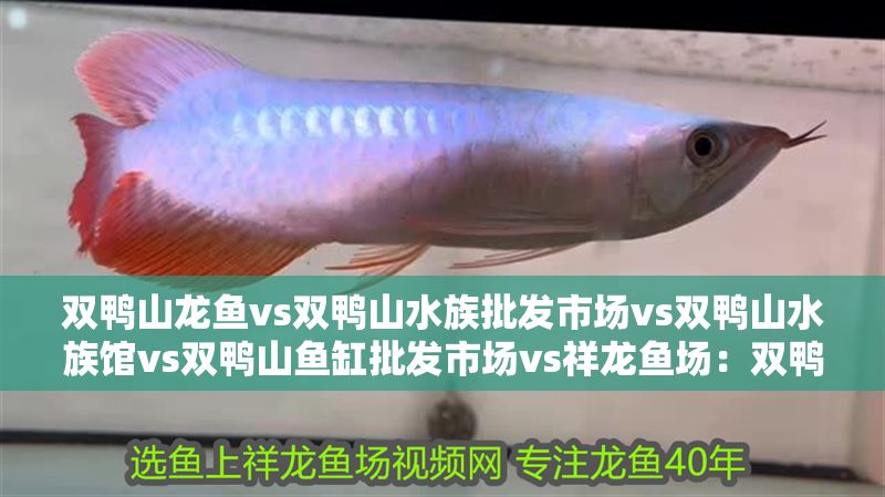 雙鴨山龍魚vs雙鴨山水族批發(fā)市場vs雙鴨山水族館vs雙鴨山魚缸批發(fā)市場vs祥龍魚場：雙鴨山市主要的觀賞魚批發(fā)市場 雙鴨山龍魚vs雙鴨山水族批發(fā)市場vs雙鴨山水族館vs雙鴨山魚缸批發(fā)市場vs祥龍魚場：雙鴨山市主要的觀賞魚批發(fā)市場 祥龍魚場各市分站 第2張
