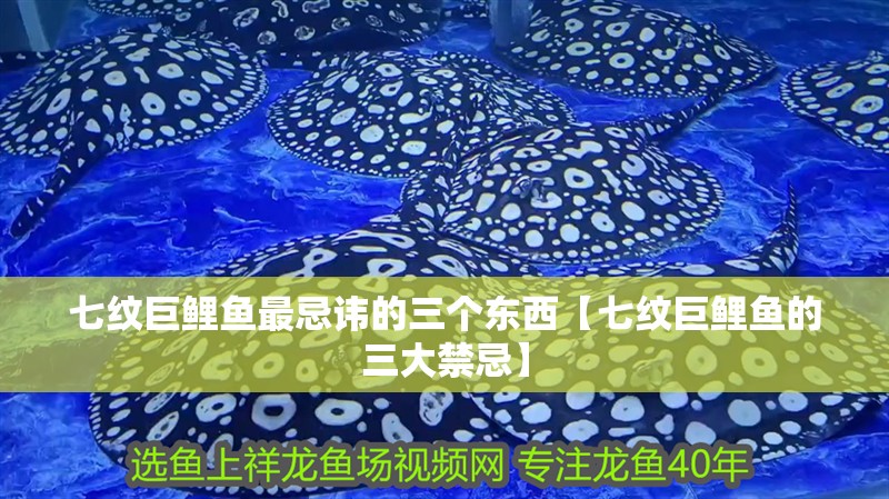 七紋巨鯉魚最忌諱的三個東西【七紋巨鯉魚的三大禁忌】