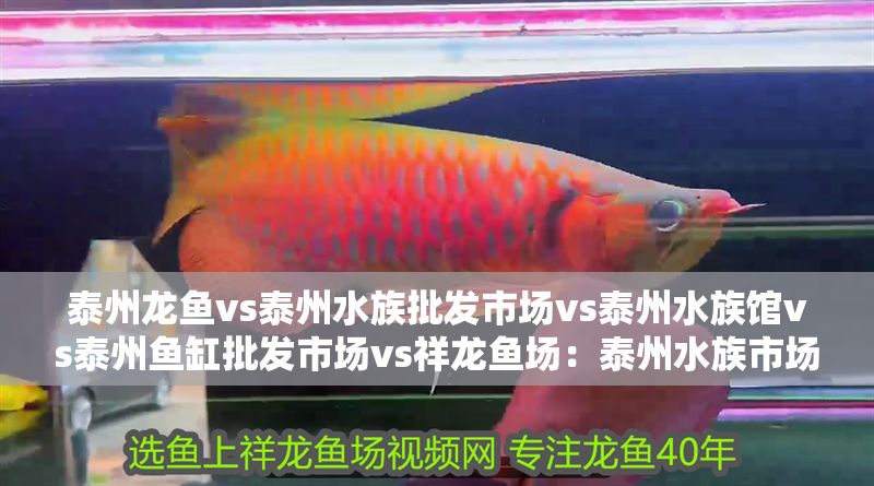 泰州龍魚vs泰州水族批發市場vs泰州水族館vs泰州魚缸批發市場vs祥龍魚場：泰州水族市場